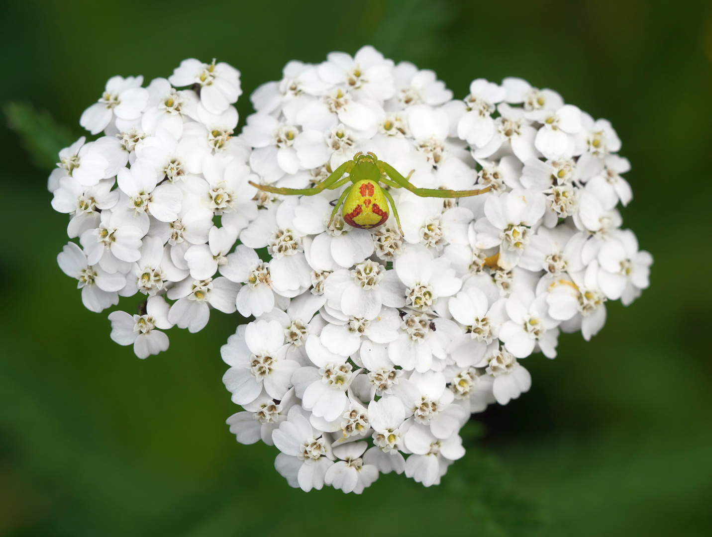 Mittwochs Blümchen