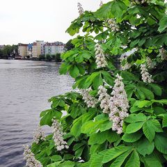 Mittwochs-Blümchen -einmal anders