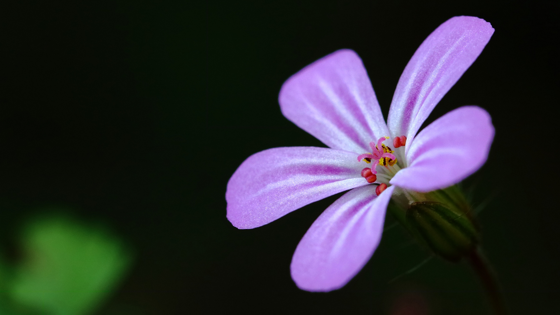 Mittwochs Blümchen