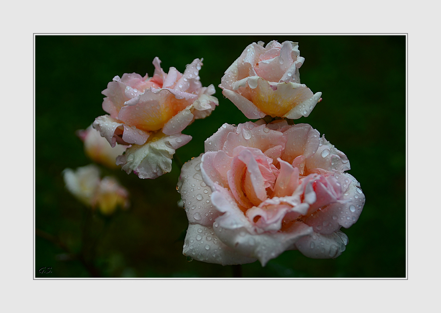 Mittwochs Blümchen im Regen