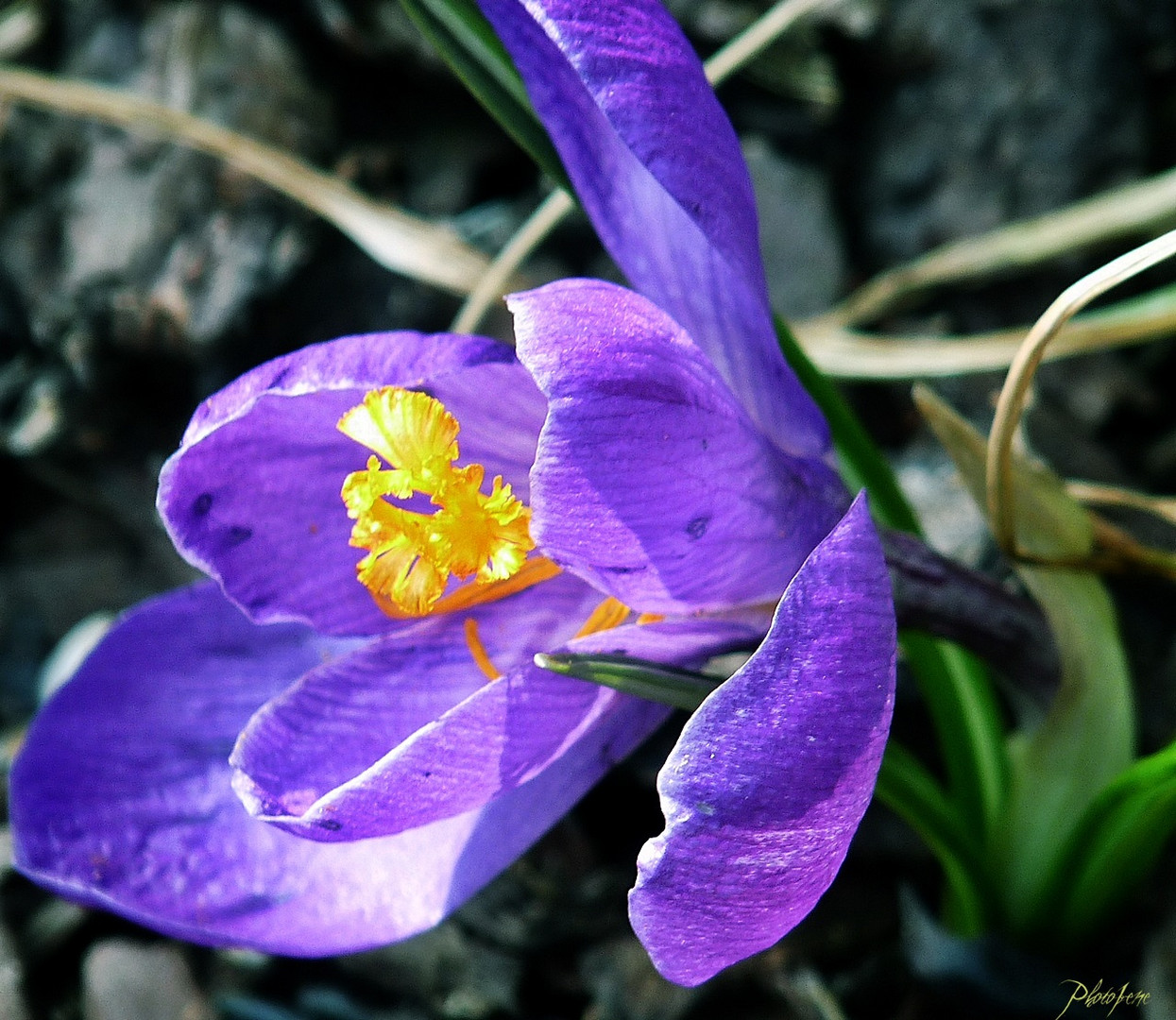 Mittwochs-Blümchen-Krokus