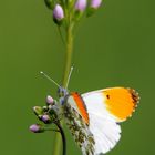 Mittwochs Blümchen mit Besuch