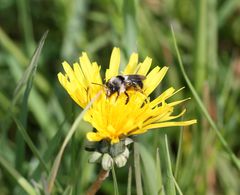 Mittwochs-Blümchen mit Besucher