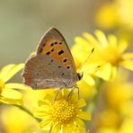 Mittwochs-Blümchen mit  Kleinem Feuerfalter