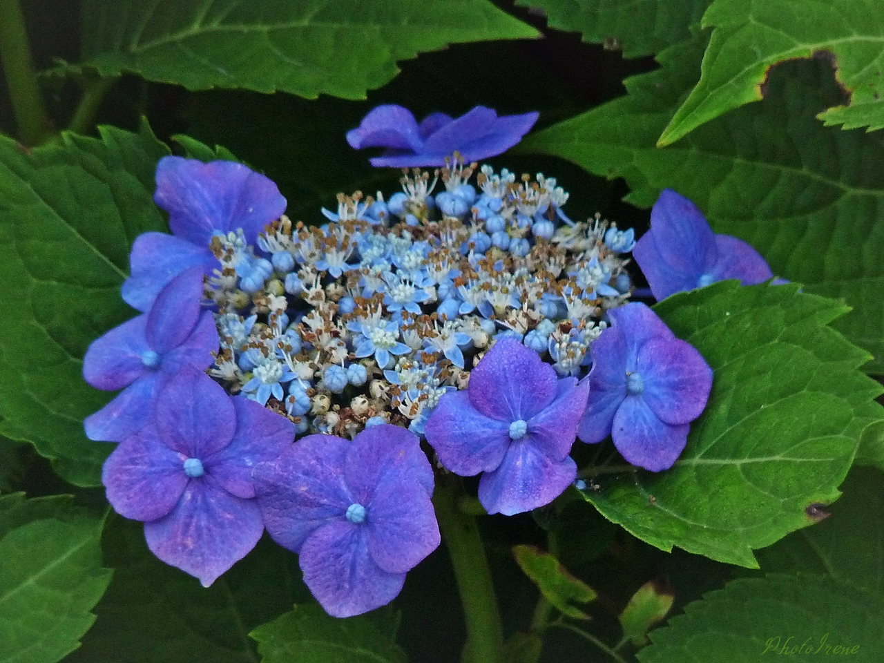 Mittwochs-Blümchen-Tellerhortensie