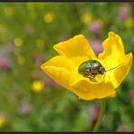 Mittwochs-blüten-blümchen-besucher...