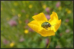 Mittwochs-blüten-blümchen-besucher...