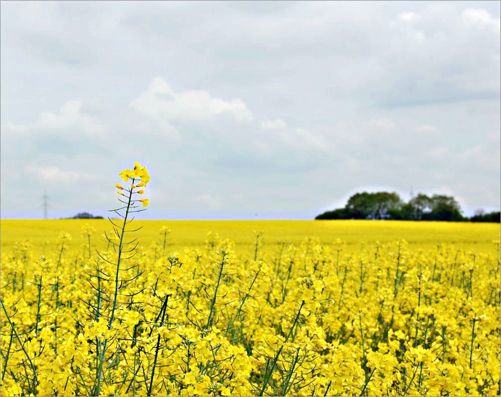 mittwochs Blüten, donnerstags Rahmen ...