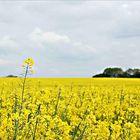 mittwochs Blüten, donnerstags Rahmen ...