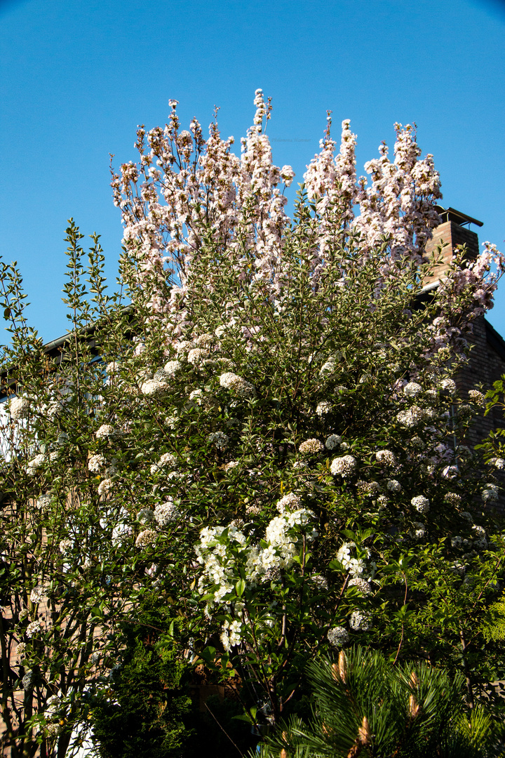 Mittwochs-Blüten-mal-drei