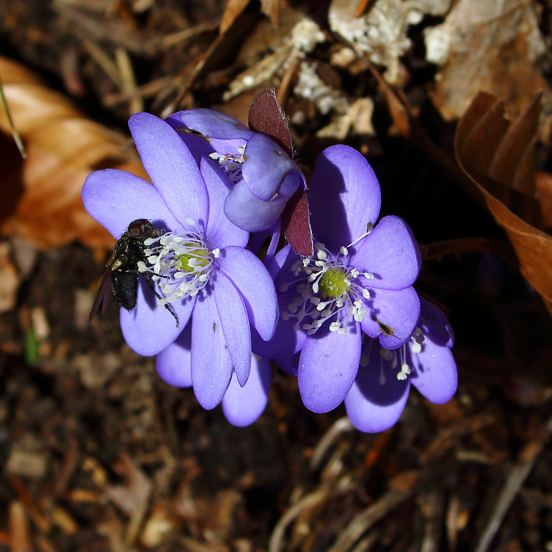 Mittwochs ein Leberblümchen