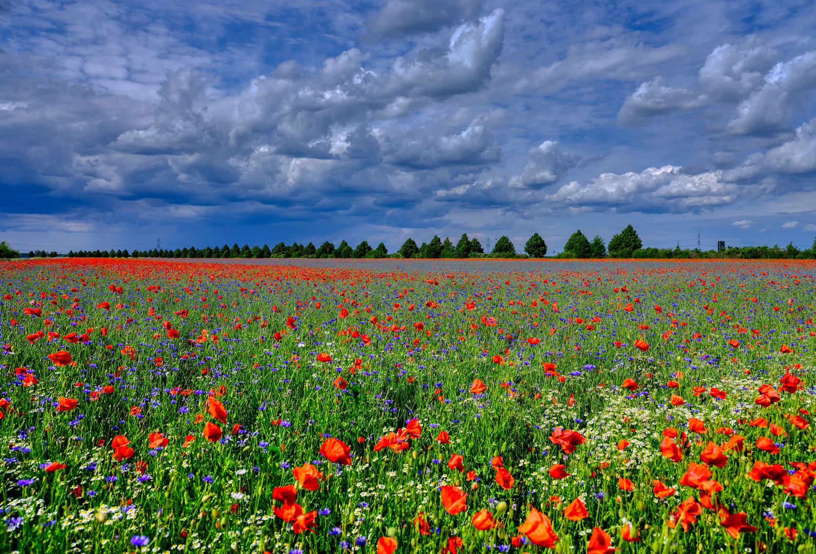 Mittwochs****: Ein Meer aus Blüten und Farben