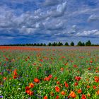 Mittwochs****: Ein Meer aus Blüten und Farben