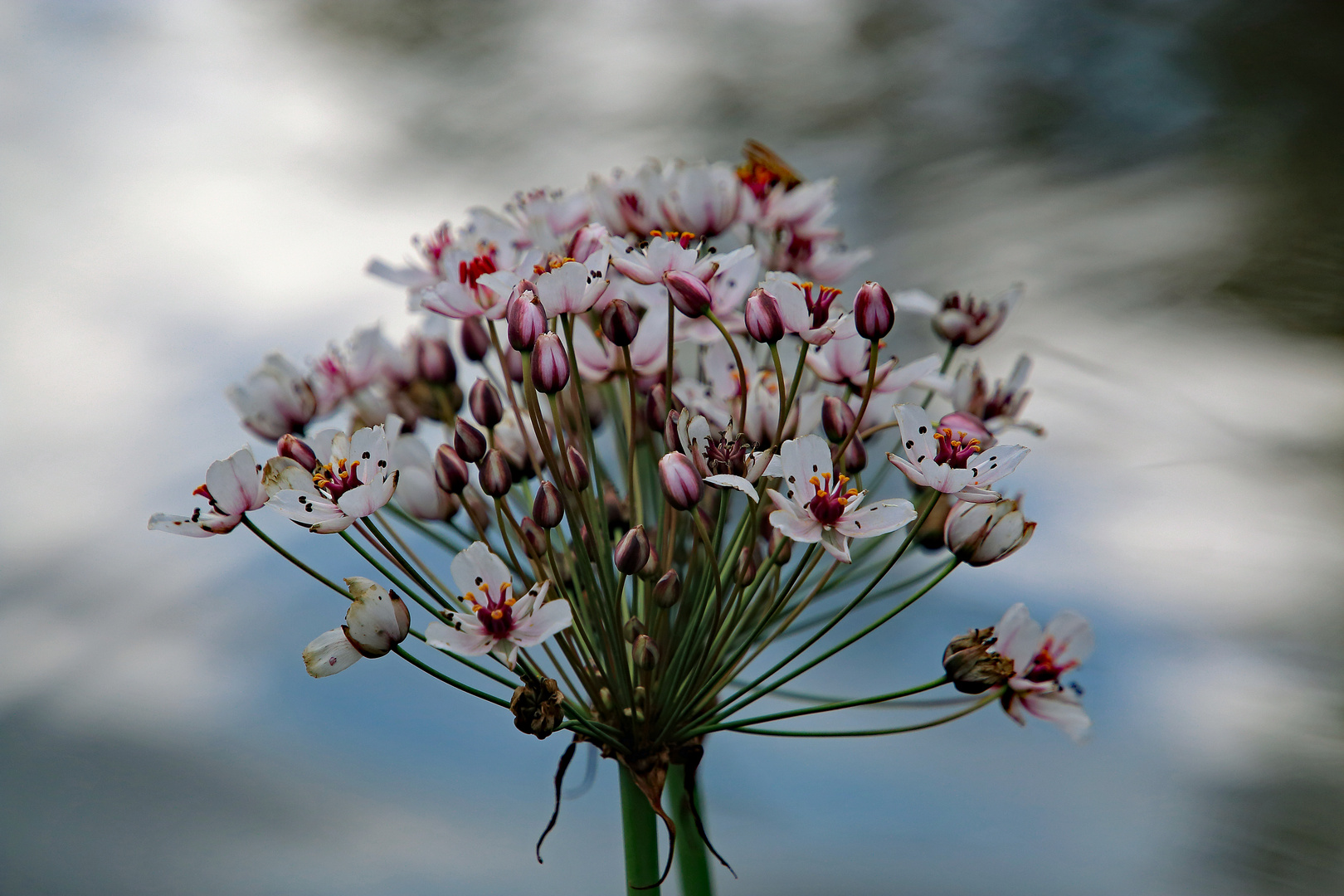 Mittwochs eine Schwanenblume 