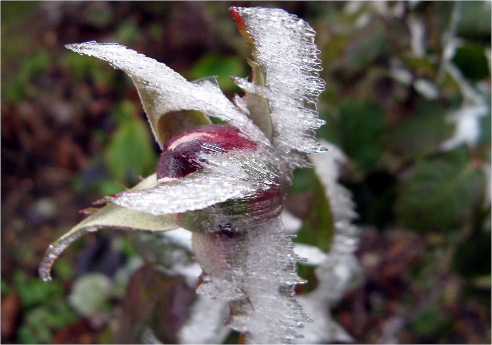 Mittwochs- Eis- Blümchen