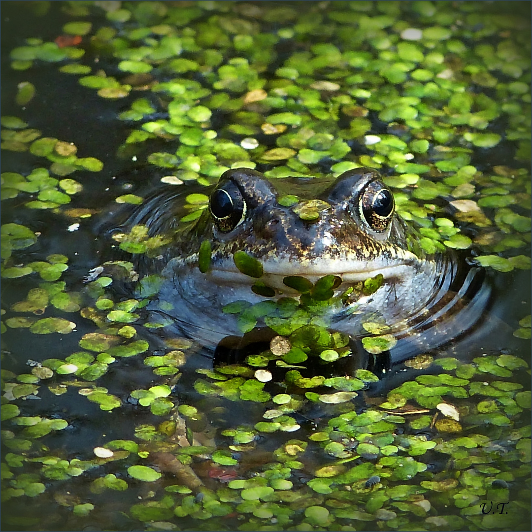 Mittwochs-Frosch