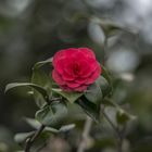 Mittwochs gibt es ein Blümchen aus dem Bot. Garten Linz...