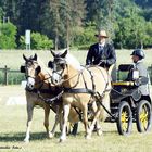 Mittwochs  Haflinger