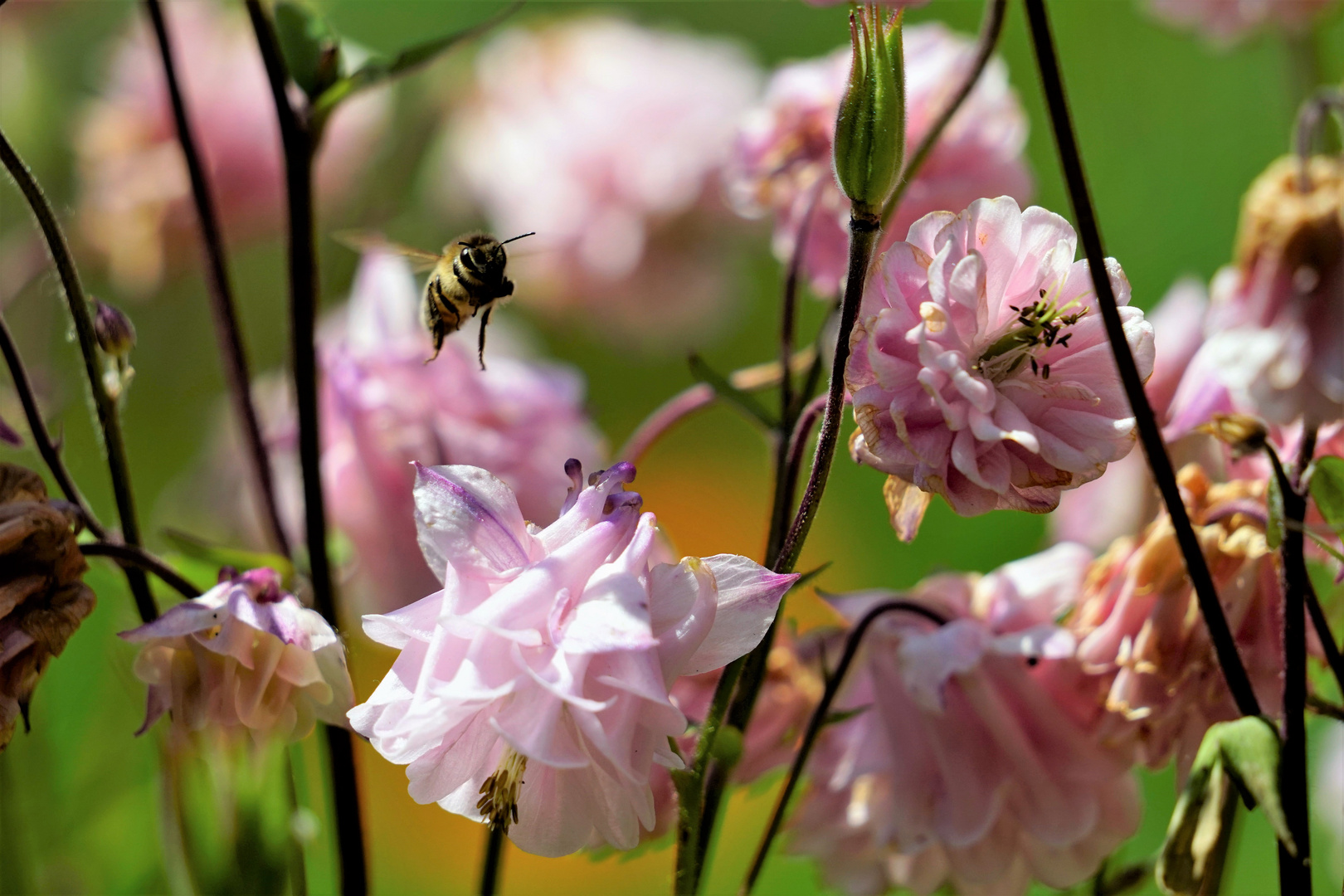 Mittwochs im Blumenbeet