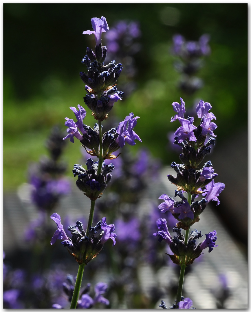 Mittwochs Lavendel