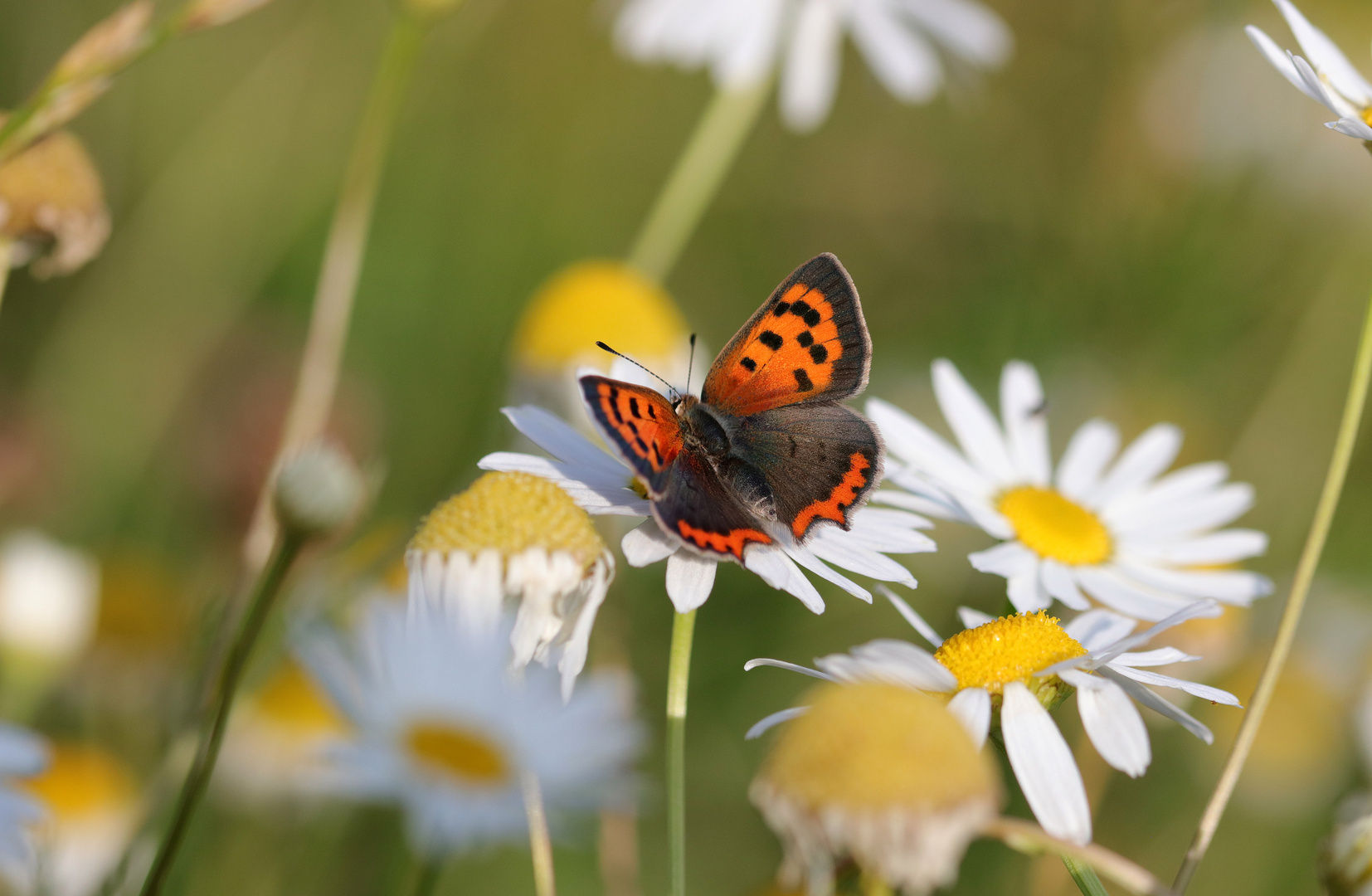 Mittwochs mal ein Blümchen