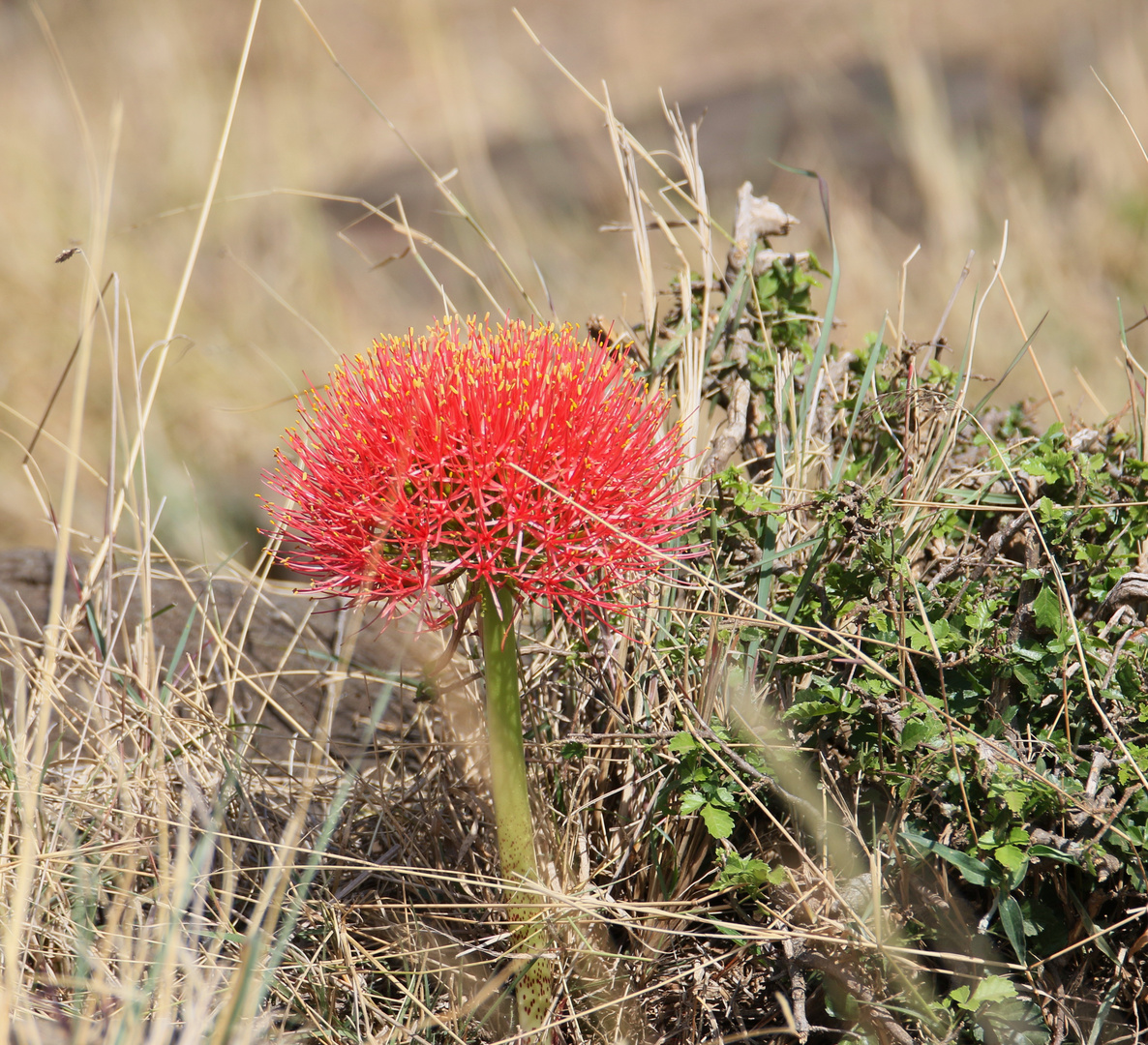 Mittwochs-Masai-Mara-Blümchen