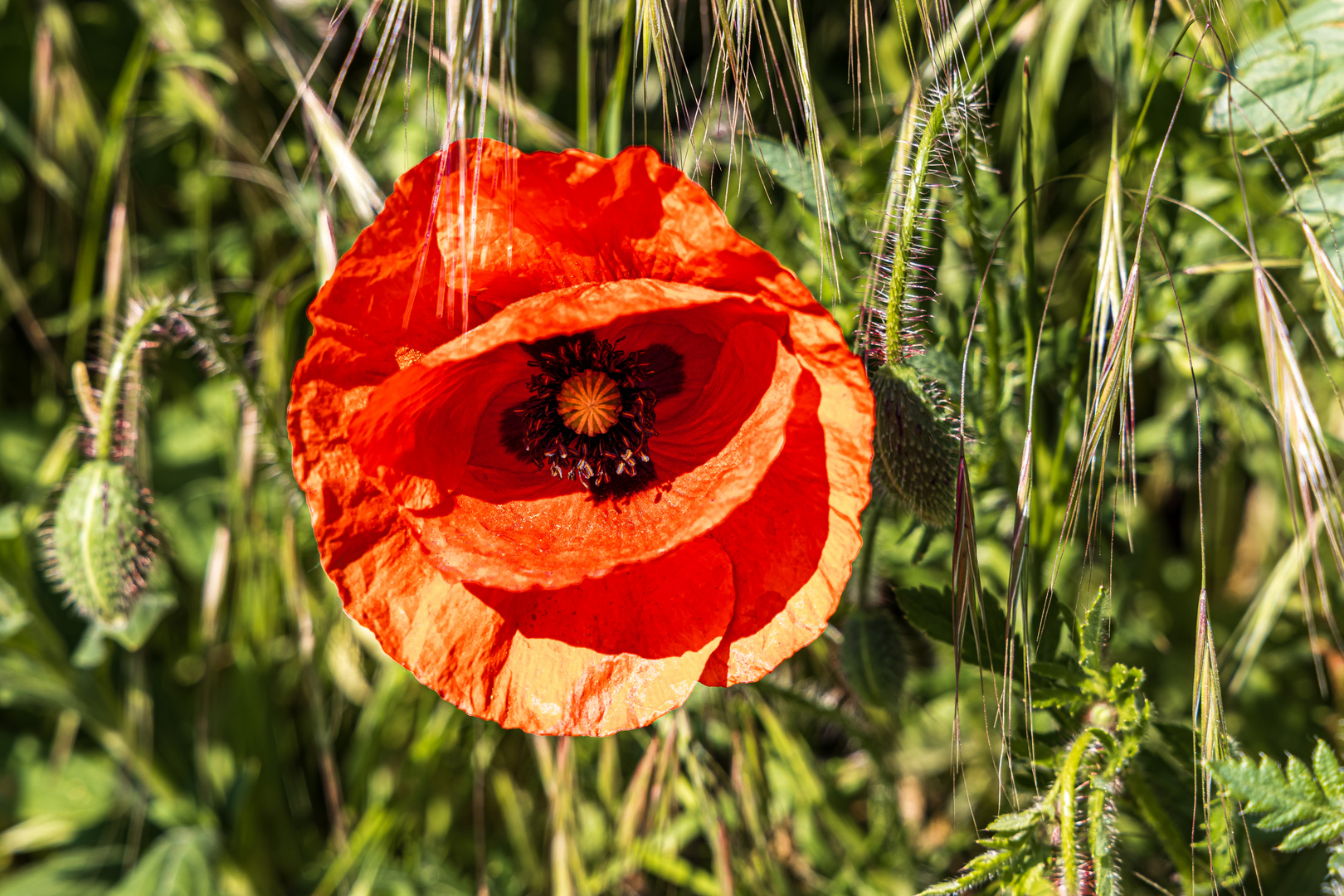 Mittwochs-Mohn