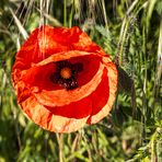 Mittwochs-Mohn