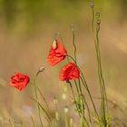 Mittwochs Mohn 