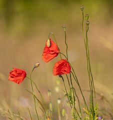 Mittwochs Mohn 