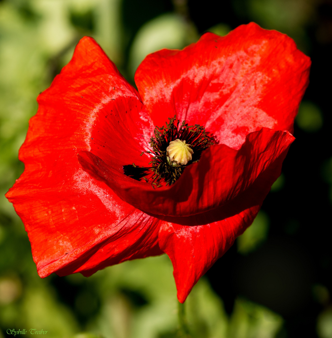 Mittwochs-Mohn