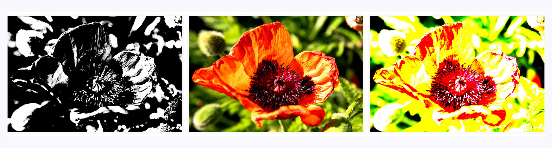  Mittwochs-Mohn-Blümchen-Panorama