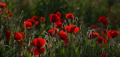 Mittwochs Mohn