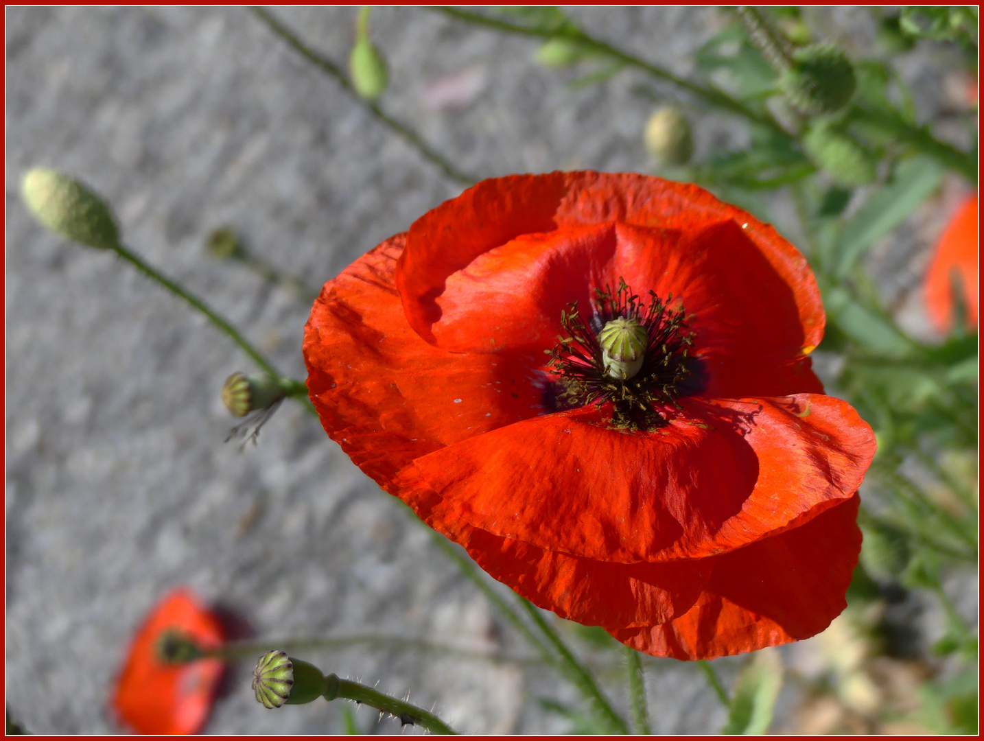 Mittwochs-Mohn-Tag