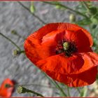 Mittwochs-Mohn-Tag