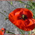 Mittwochs-Mohn-Tag