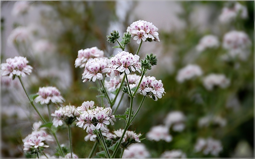 mittwochs müssen Blümchen -