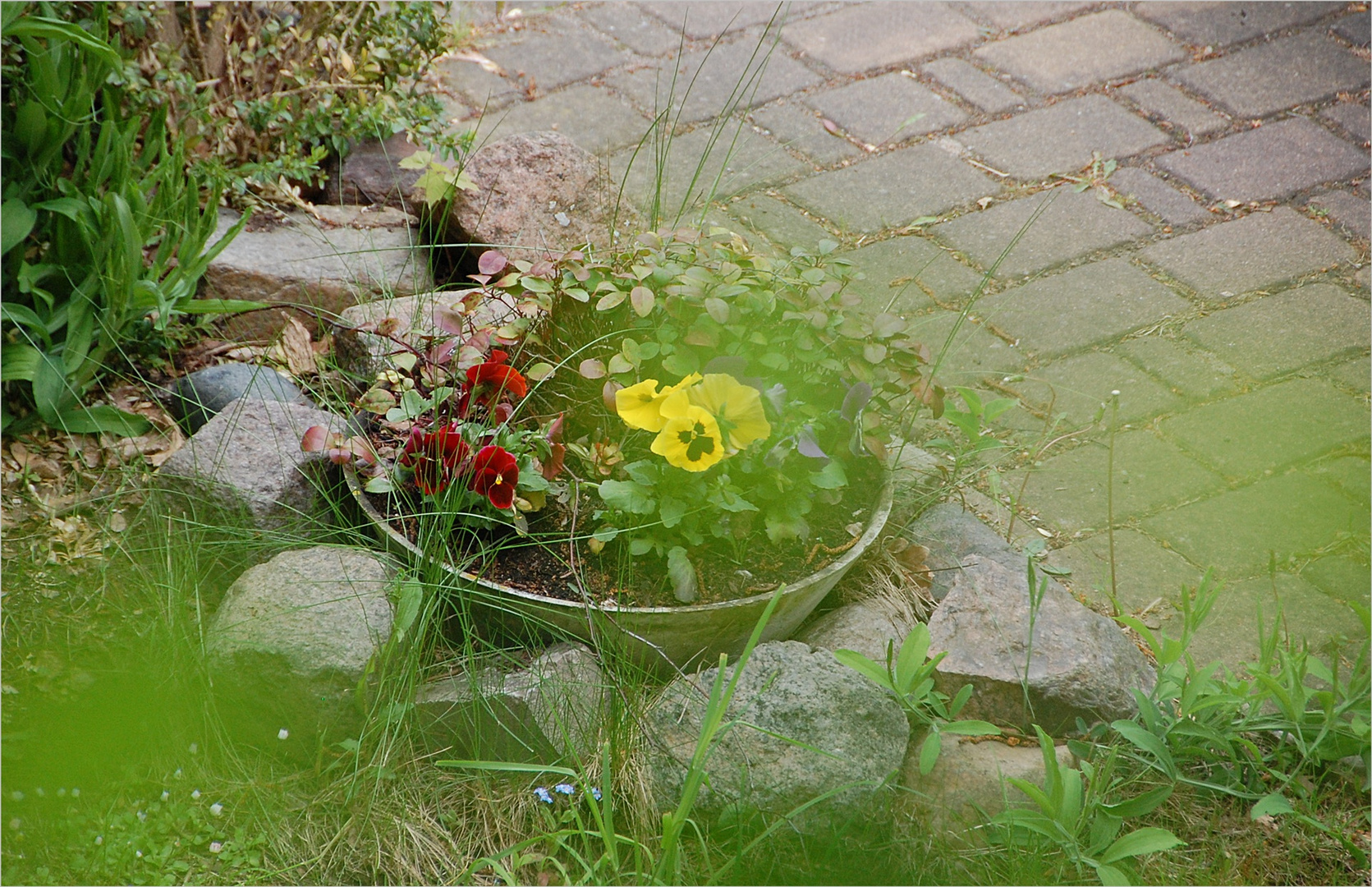 mittwochs müssen Blümchen - oder?