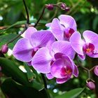 Mittwochs-Orchidee