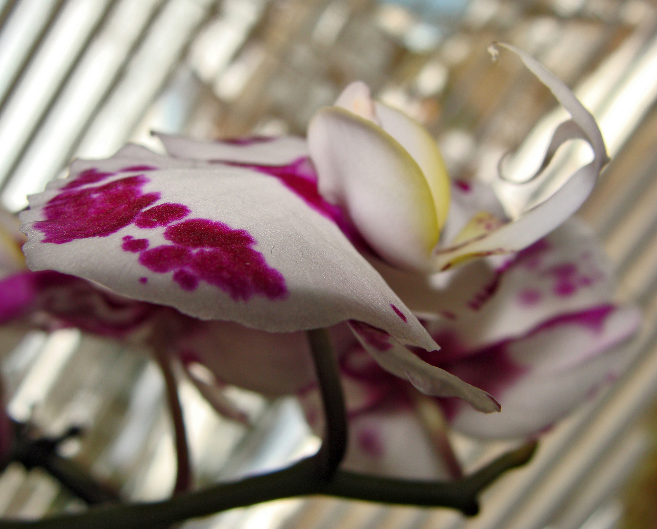 Mittwochs-Orchidee