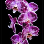 Mittwochs Orchidee