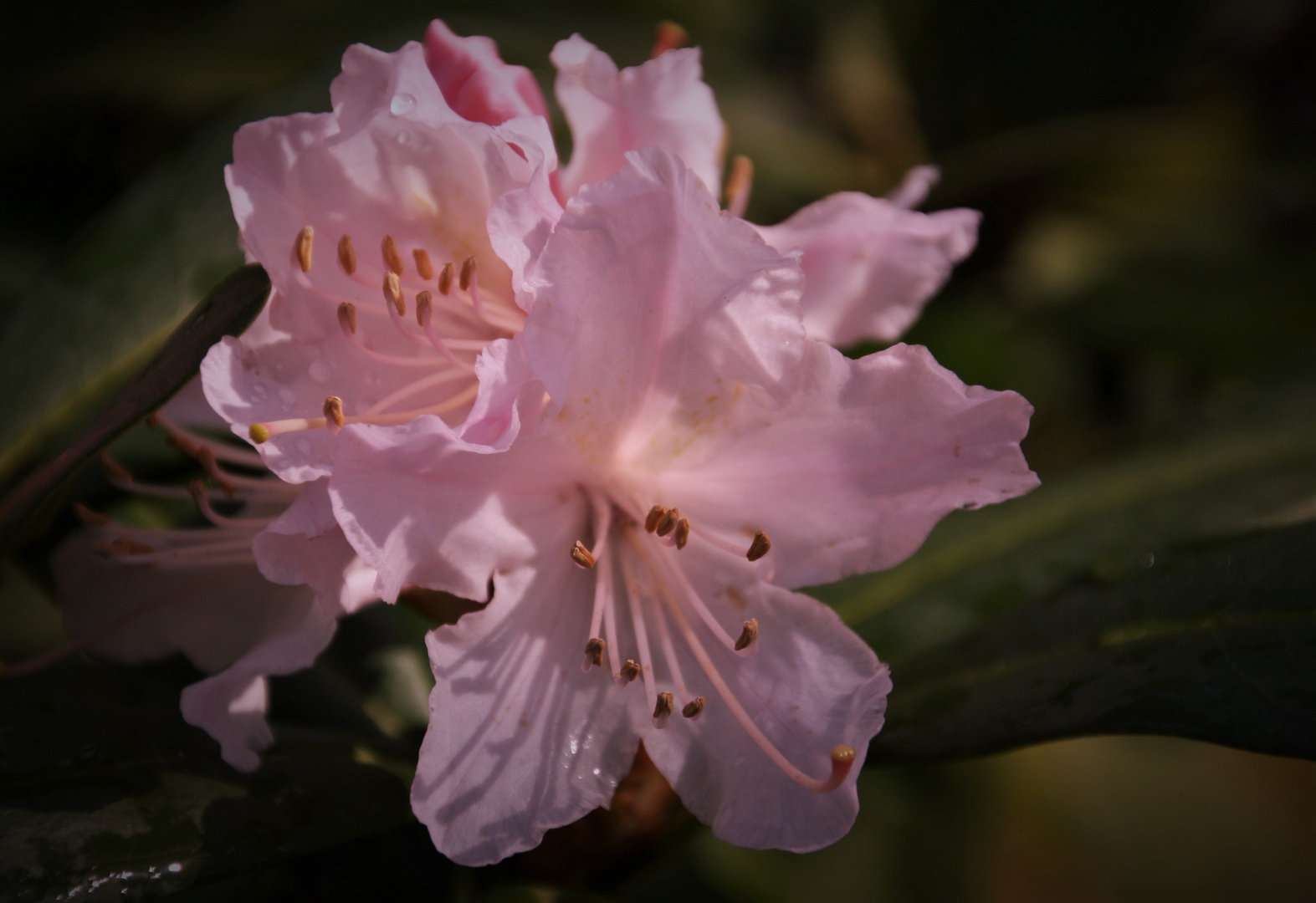 Mittwochs-Rhododendron