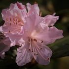 Mittwochs-Rhododendron