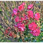 Mittwochs-Rosenblümchen
