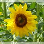Mittwochs-Sonnenblume