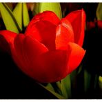 Mittwochs- Tulpe :))