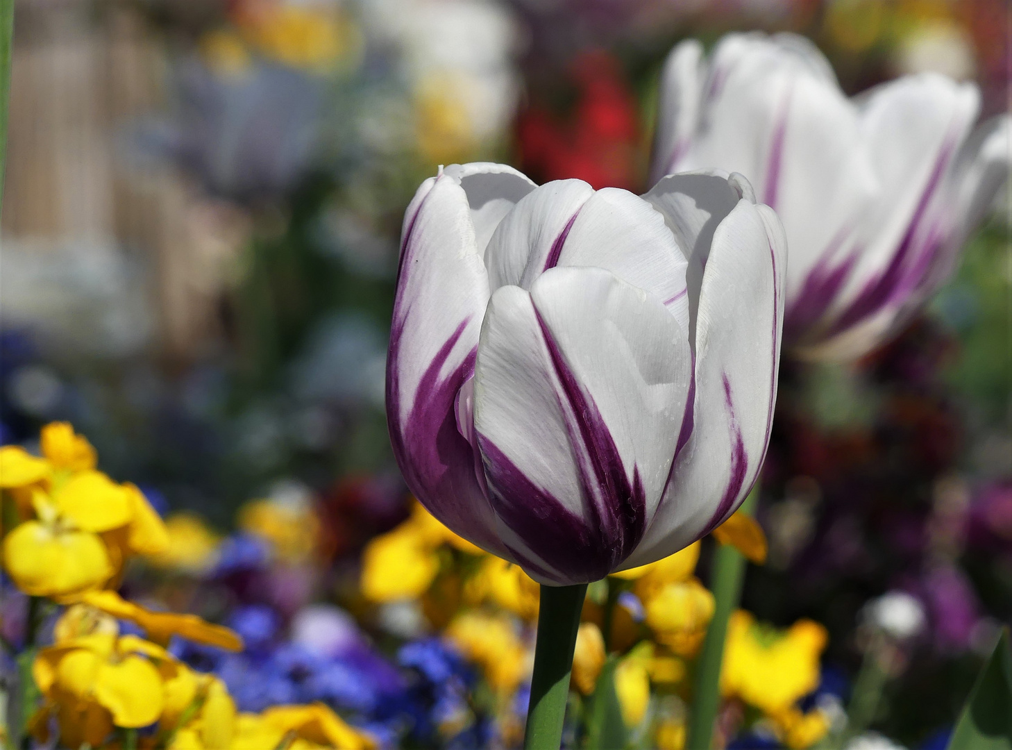 Mittwochs - Tulpe in weiß - lila