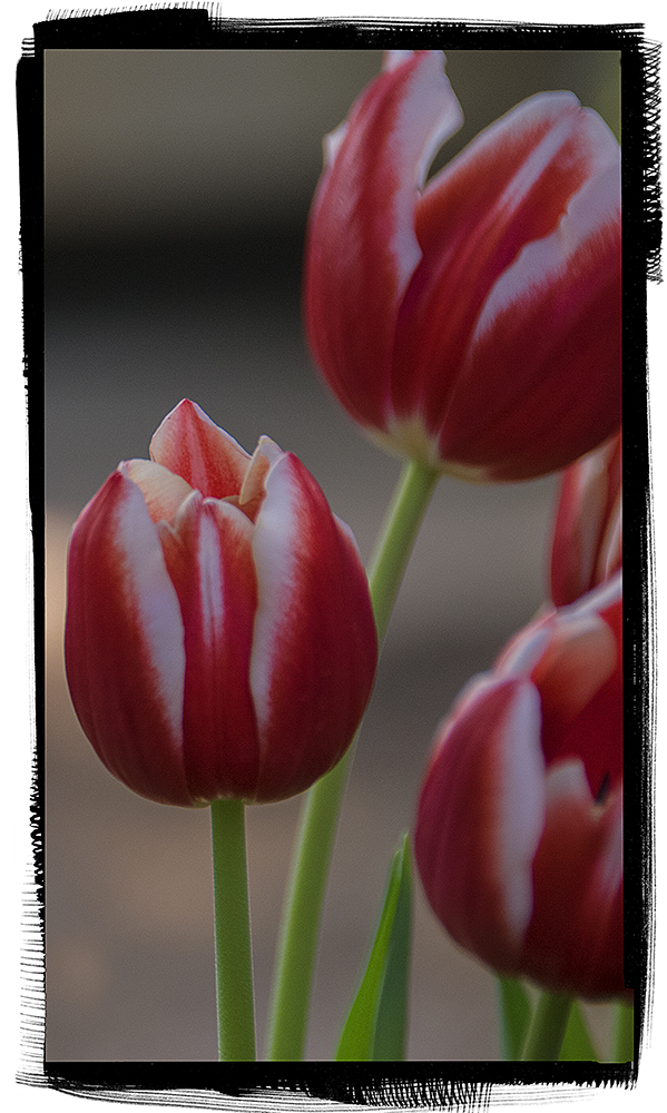 Mittwochs - Tulpen......