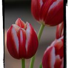 Mittwochs - Tulpen......