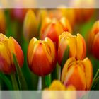 Mittwochs-Tulpen